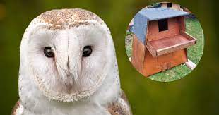 Diy Barn Owl Nest Box