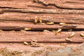 Termite Treatment In The Bay Area