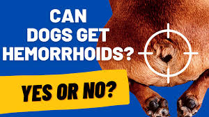 hemorrhoids in dogs causes symptoms