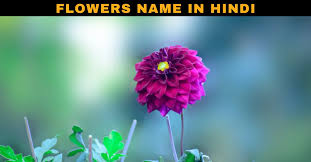 50 flowers name in hindi and english