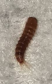 larva of a black carpet beetle pest