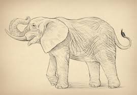 10 gambar sketsa gajah paling mudah bagus clipart portal. Cara Menggambar Gajah Langkah Demi Langkah