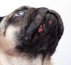 pictures of dog acne and pimples a vet