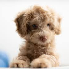 1 poodle puppies in texas