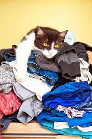 cat smell out of clothes and linens