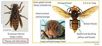 asian giant hornet is scary but no