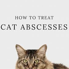Is there any home remedy that i can use to help to get rid of the ulcer or blister on her lip? How To Treat Cat Abscesses At Home Pethelpful By Fellow Animal Lovers And Experts
