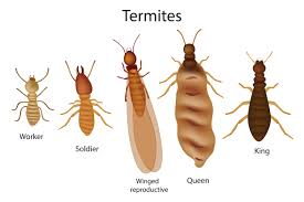 subterranean termites certified pest