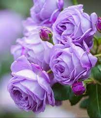 purple rose flower bush 100pcs seeds