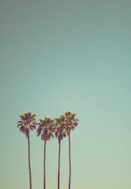 Aesthetic Palm Trees Wallpapers ...