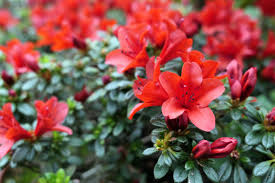 Check out some of our favorite red flowers. 25 Best Red Flowers For Gardens Red Perennials And Annuals