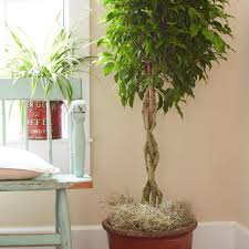 tips for caring for your ficus tree