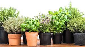 How To Grow A Diy Indoor Herb Garden