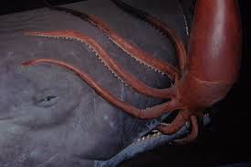 giant squid ocean giants