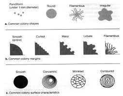 Bacterial Colony Morphology Diagram Colonial Microbiology