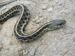 eastern garter snake care tips
