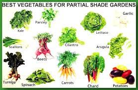 What To Plant In A Partial Shade Garden