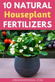10 natural fertilizers for houseplants