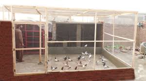 big pigeon loft for pigeons