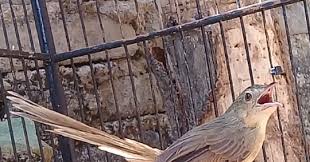 Suara burung cici padi betina. Cara Merawat Lolohan Anakan Ciblek Gunung Sampai Dewasa Yang Benar Zona Burung