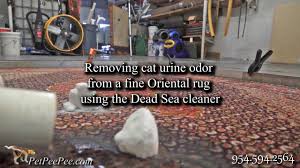 cat urine odor from fine oriental rug