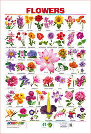 Spectrum Pre School Kids Learning Laminated Flowers Name