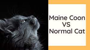 maine cat vs normal cat you