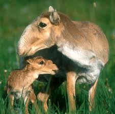 Image result for rare cute  animals