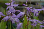 Bletilla striata soryu Blue Dragon - orchid blue hyacinth