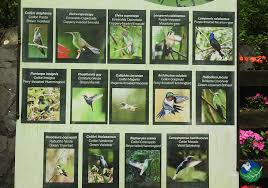 Hummingbird Tour In Costa Rica Guest