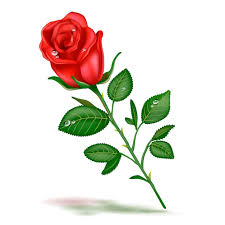 single beautiful red rose realistic