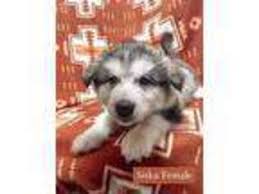 Find the perfect puppy today! Puppyfinder Com Alaskan Malamute Puppies Puppies For Sale Near Me In Oregon Usa Page 1 Displays 10