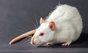 Año nuevo chino 2020 de la rata. Ratas Blancas Como Mascotas Peligros Y Enfermedades Ratas