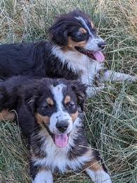 He has a beautiful black coat with some white markings. Australian Puppies And Dogs For Sale Pets Classifieds Oregonlive Com