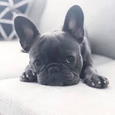 Meet fawnboy3, a playful french bulldog puppy who's ready to take on the world. Most Expensive Dog Breeds Popsugar Pets