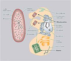eukaryotic cells learn science at