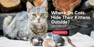 cats hide their kittens outside
