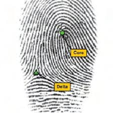 Create your free account already have an account? A Fingerprint Showing Clear Markings Of The Core Circle And The Delta Download Scientific Diagram