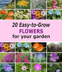 20 easy to grow flowers for beginner