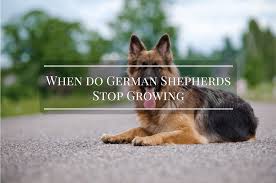 When Do German Shepherds Stop Growing Find Out The Truth Now