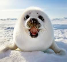 amazing s 14 the harp seal