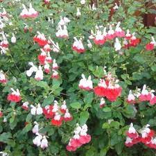 salvia x jamensis hot lips