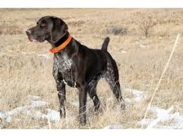 German shorthair pointer wooden magnetthese german pointer wooden magnets are a customer favorite, similar to our best made by signsup american manufacturer based out of fredericksburg, texas. German Shorthaired Pointer Puppies For Sale
