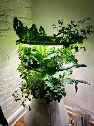 Lettuce Grow Farmstand Hydroponic Plant