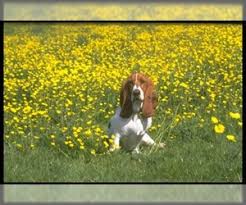 They have a gentle and peaceful demeanor, and nothing seems to overwhelm them basset hound is known as the happy breed. this breed enjoys life and people. Puppyfinder Com Basset Hound Puppies Puppies For Sale Near Me In California Usa Page 1 Displays 10
