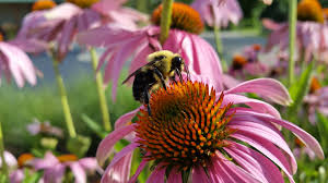 This is because the single flower plant invests more energy in nectar production and. The Best Flowers For Bees Old Farmer S Almanac