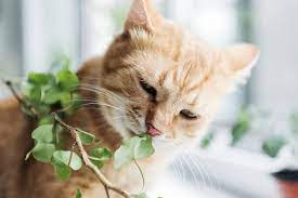 Ways To Keep Cats Out Of Indoor Plants