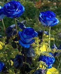 the meaning of blue roses most