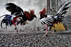 Untuk kamu yang hobi sabung ayam pastinya penasaran dengan pertandingan yang terjadi di sana. 150 Ide Lukisan Ayam Di 2021 Lukisan Ayam Hewan