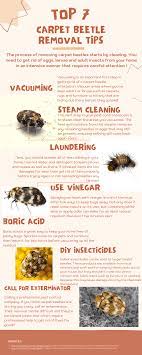types of carpet beetles in the uk bon